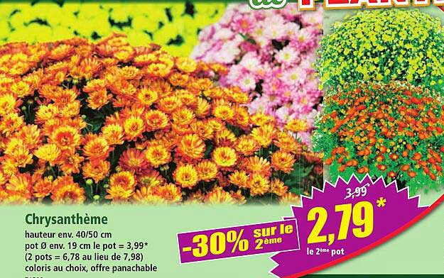Chrysantheme