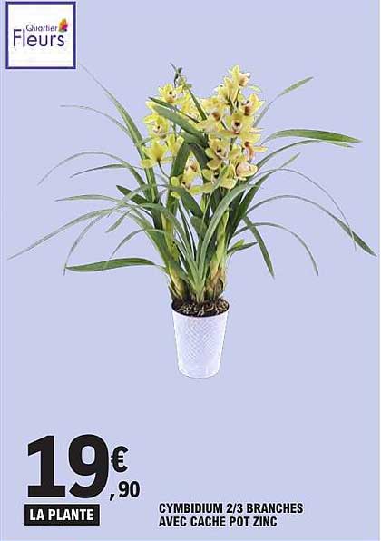 CYMBIDIUM 2/3 BRANCHES AVEC CACHE POT ZINC