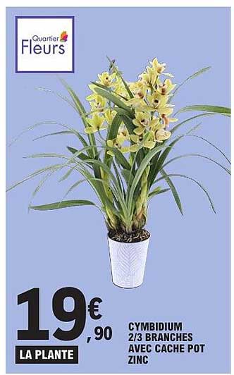 CYMBIDIUM 2/3 BRANCHES AVEC CACHE POT ZINC