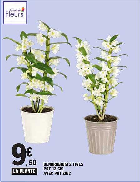 DENDROBIUM 2 TIGES POT 12 CM AVEC POT ZINC