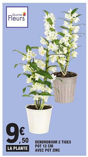 DENDROBIUM 2 TIGES POT 12 CM AVEC POT ZINC