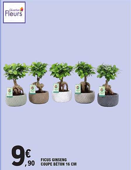 FICUS GINSENG COUPE BETON 16 CM
