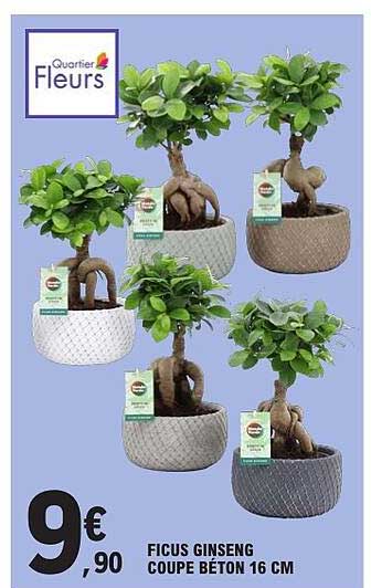 FICUS GINSENG COUPE BETON 16 CM