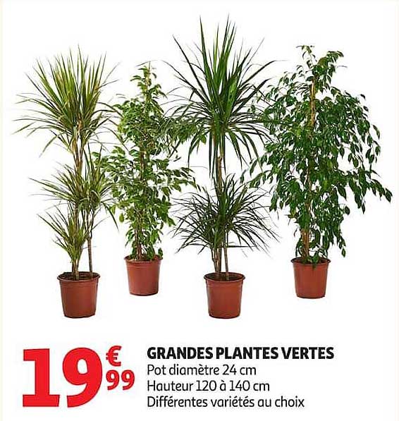 GRANDES PLANTES VERTES