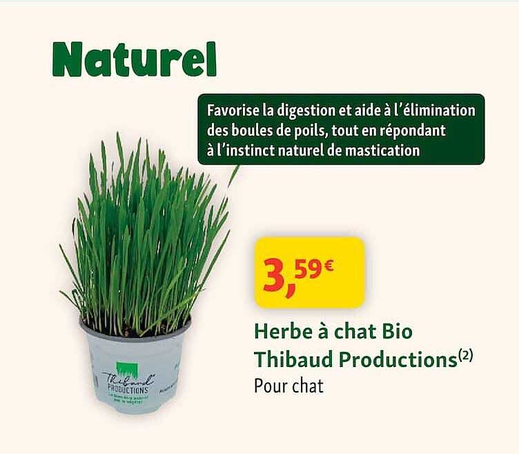 Herbe à chat Bio Thibaud Productions(2)
