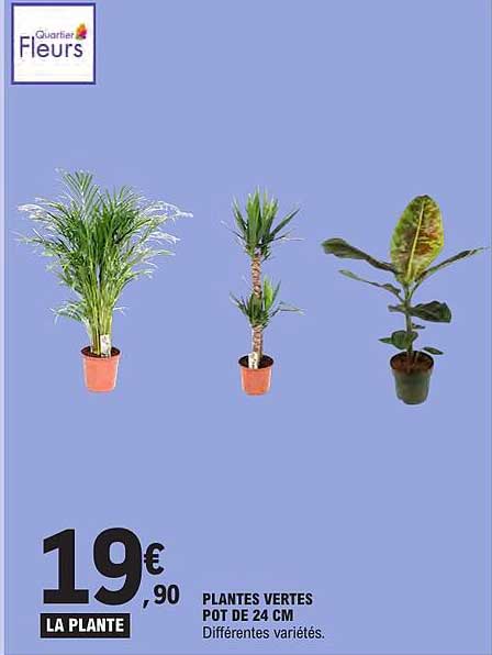 LA PLANTE