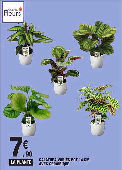 LA PLANTE