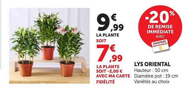 LYS ORIENTAL