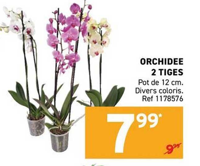 ORCHIDEE 2 TIGES