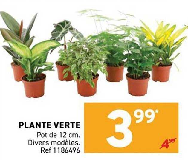 PLANTE VERTE