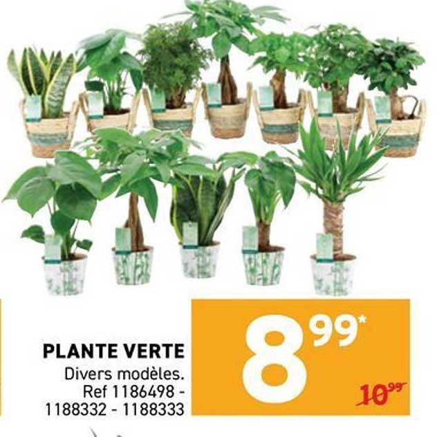 PLANTE VERTE