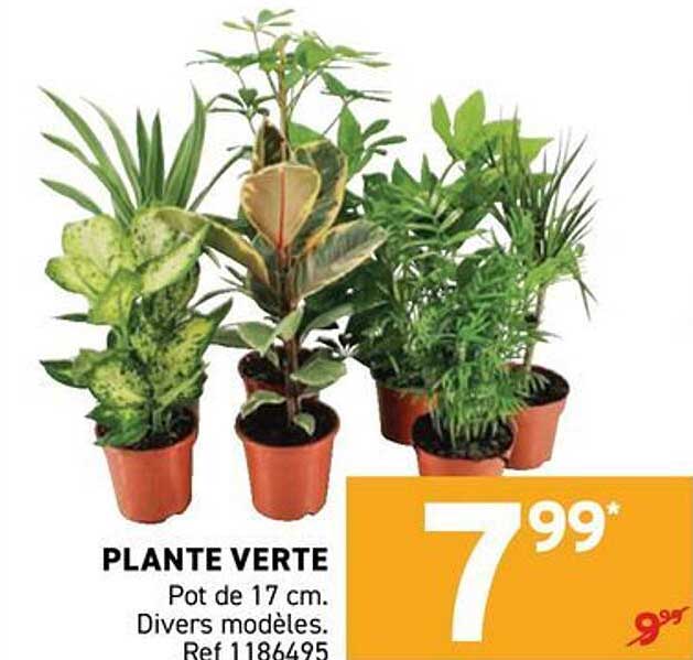 PLANTE VERTE