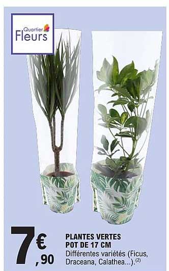 PLANTES VERTES POT DE 17 CM