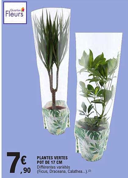 PLANTES VERTES POT DE 17 CM