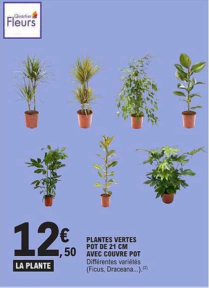PLANTES VERTES POT DE 21 CM AVEC COUVER POT Différentes variétés (Ficus, Dracaena...)