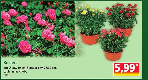 Rosiers