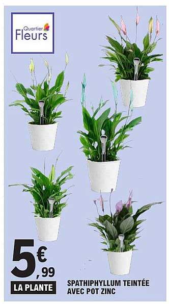 SPATHIPHYLLUM TEINTÉE AVEC POT ZINC