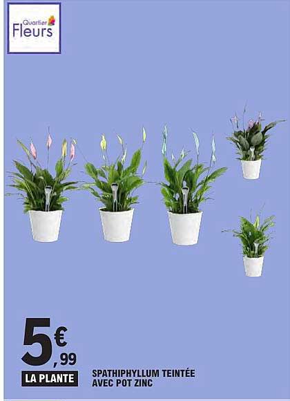 SPATHIPHYLLUM TEINTÉE AVEC POT ZINC