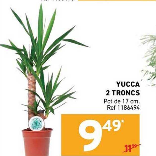 YUCCA 2 TRONCS