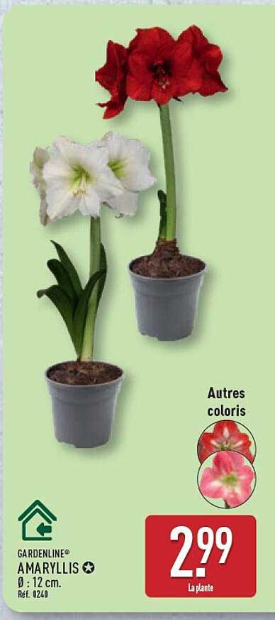 GARDENLINE® AMARYLLIS Ø: 12 cm. Réf. 024