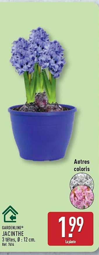 GARDENLINE® JACINTHE 3 têtes, Ø : 12 cm. Réf. 7614