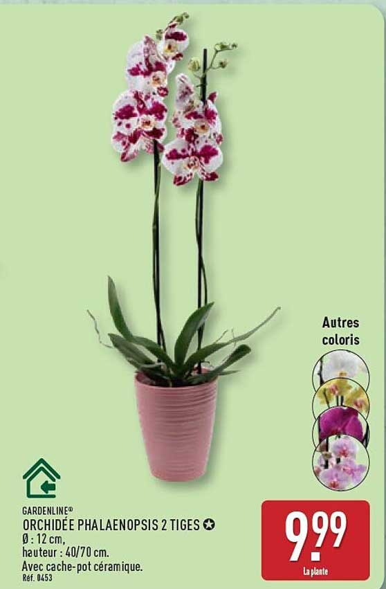 ORCHIDEE PHALAENOPSIS 2 TIGES
