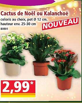 Cactus de Noël ou Kalanchoé