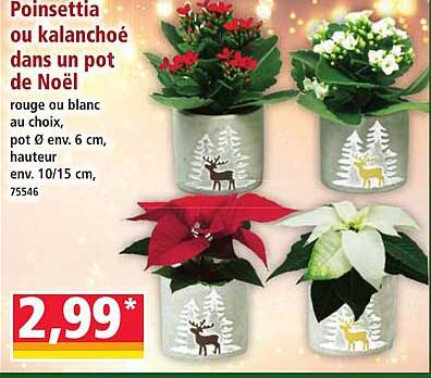 Poinsettia ou kalanchöe dans un pot de Noël