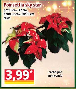 Poinsettia sky star