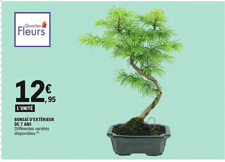 BONSÀI D'EXTÉRIEUR DE 7 ANS