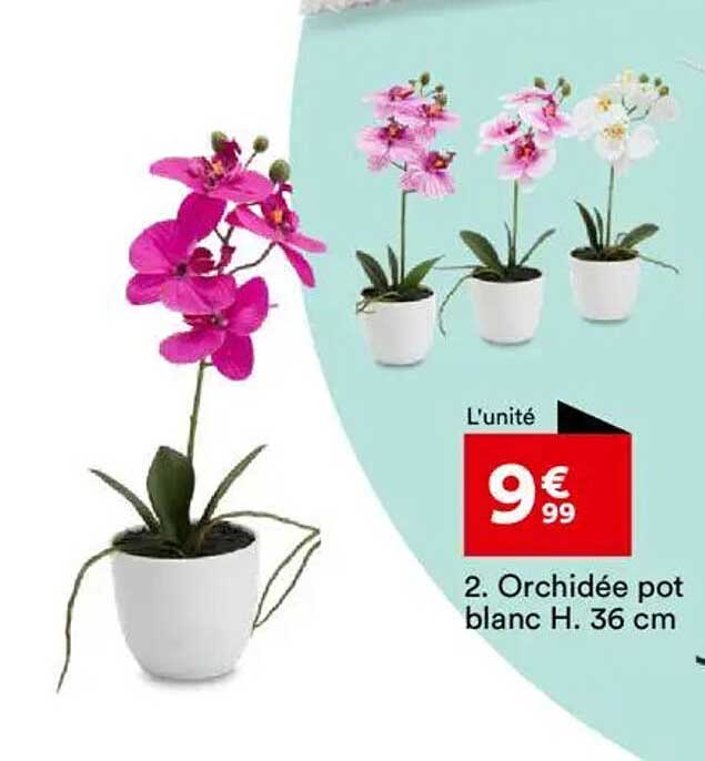 Orchidée pot blanc H. 36 cm