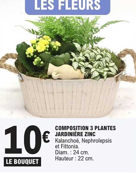 COMPOSITION 3 PLANTES JARDINIÈRE ZINC
