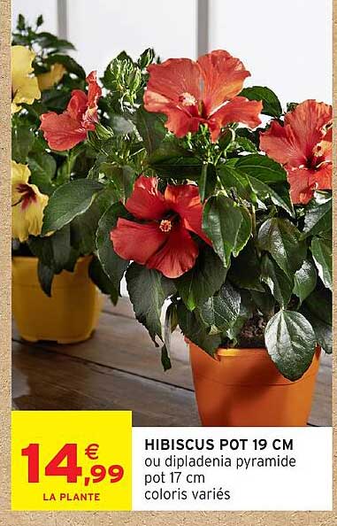 HIBISCUS POT 19 CM ou dipladenia pyramide pot 17 cm coloris variés