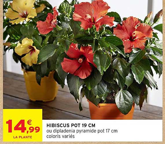 HIBISCUS POT 19 CM ou dipladénia pyramide pot 17 cm coloris variés