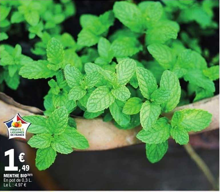 MENTHE BIO en pot de 0,3 L