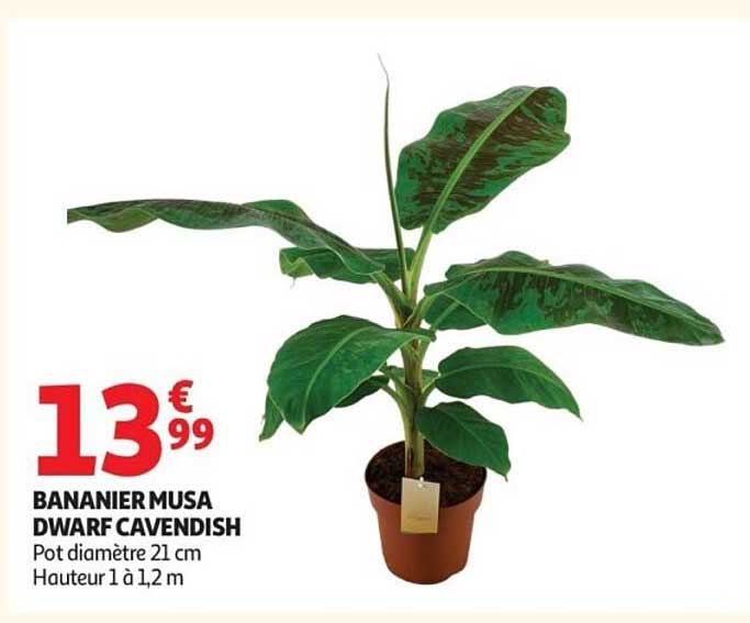 BANANIER MUSA DWARF CAVENDISH