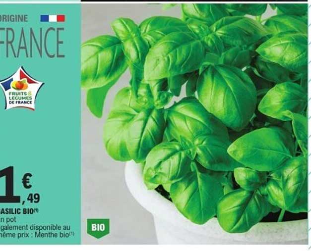 BASILIC BIO