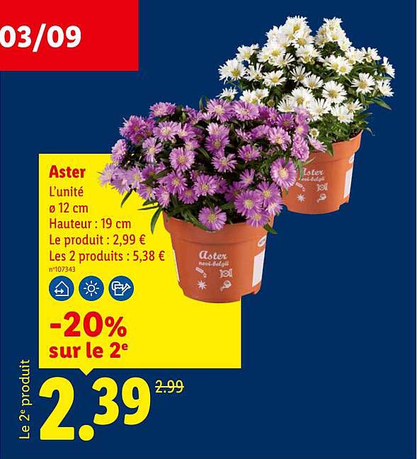 Aster