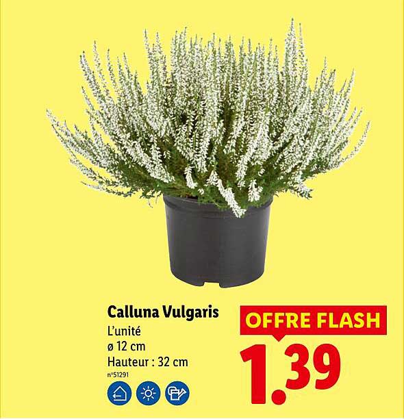 Calluna Vulgaris