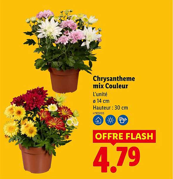 Chrysantheme mix Couleur