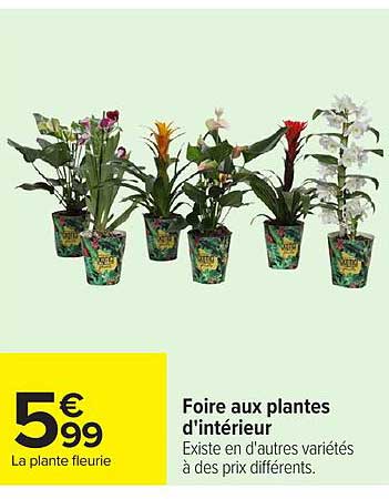 Foire aux plantes d'intérieur