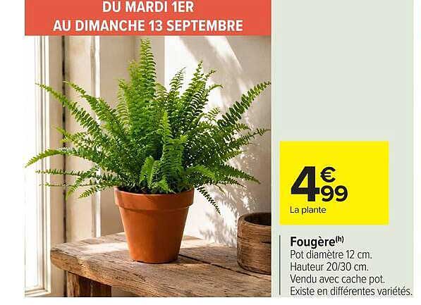 Fougère(*)