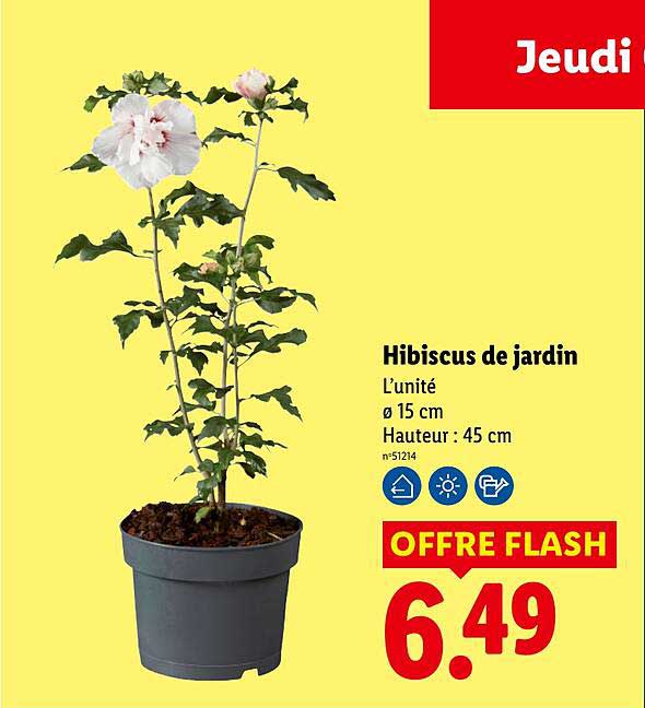 Hibiscus de jardin