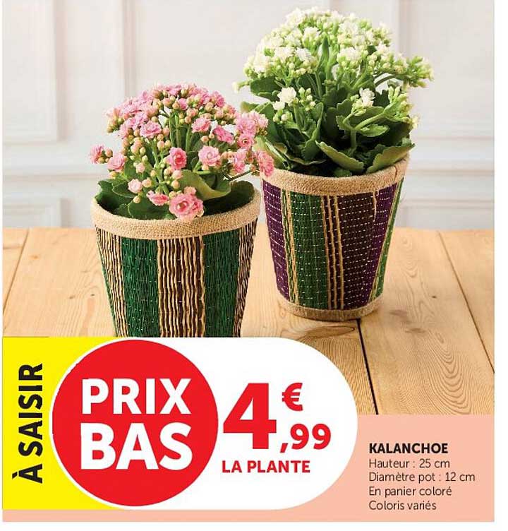 KALANCHOE