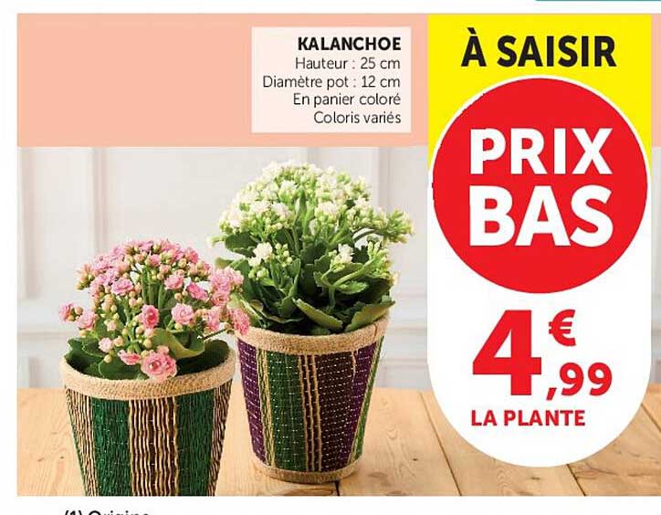 KALANCHOE