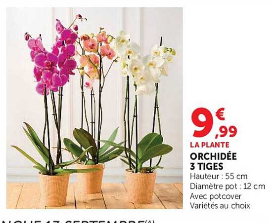 LA PLANTE ORCHIDÉE 3 TIGES