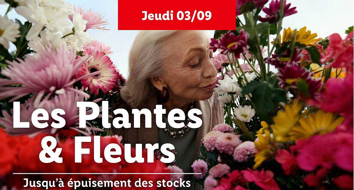 Les Plantes & Fleurs