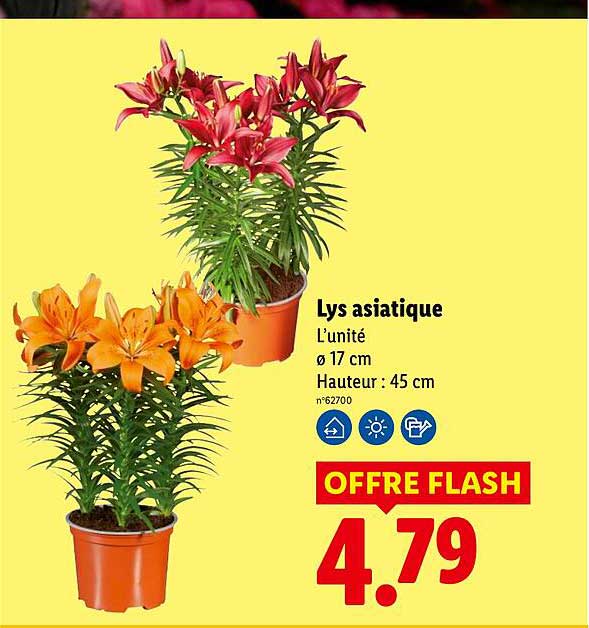 Lys asiatique