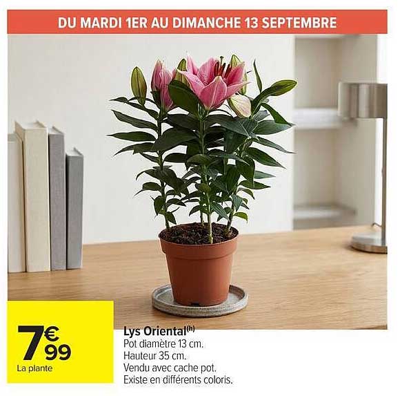 Lys Oriental