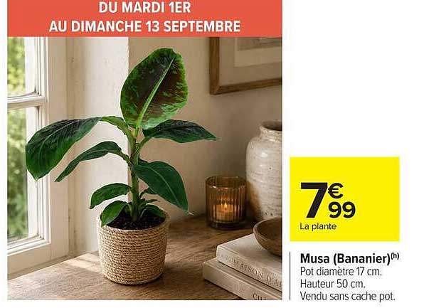 Musa (Bananier)(h)